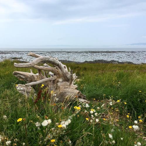 37528067_10161013239240037_406942103982047232_o